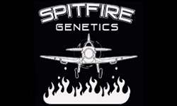 Spitfire Genetics